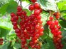 Growing conditions for red currants