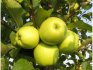 What is the Semerenko apple variety