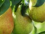 Bergamot pear varieties