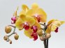 General description of the orchid