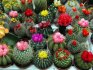 The best varieties of homemade cacti
