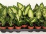 Growing and caring for dieffenbachia