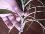 How to propagate dracaena on your own