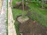 How to properly plant a cherry sapling