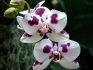 Phalaenopsis care