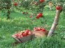 How to ensure abundant fruiting