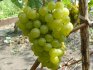 Tukay grapes