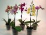 Specii de phalaenopsis