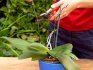 Îngrijirea orhideelor ​​după înflorire