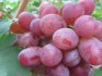 Popular varieties of early ripening grapes
