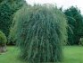 What types of willow can you make a hedge