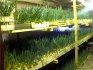 Hagyma termesztése egy üvegházban