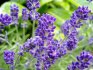 Characteristics of lavender