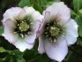 Growing hellebore on the site