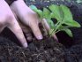 Milyen talaj alkalmas a bogyóra