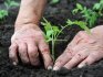 Cum să plantați răsaduri într-un loc permanent