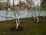 Rules and recommendations for pruning cherries in the spring