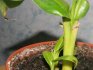 Caracteristicile creșterii unei plante din semințe
