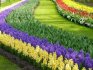 Types of flower beds for a summer residence