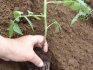 تحضير و زراعة الطماطم