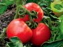 إنتاجية الطماطم في الدفيئة