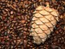 Příprava a stratifikace cedrových semen (ořechy)