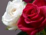 Opis popularnih sorti ruža