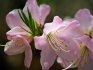 Rododendronul lui Schlippenbach: descriere