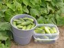 Secrets of a good harvest of cucumbers