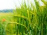 ملامح تناوب المحاصيل في التكنولوجيا الزراعية
