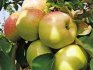 وصف صنف شجرة التفاح Bogatyr
