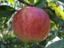 Popis odrůdy jabloní