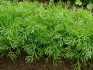 Pěstování kopru pro zelené: funkce a napájení