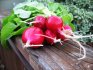 Description of radish