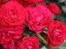 Polyatnova roses
