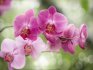 Orchid description