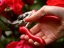 Prednosti i vrijeme obrezivanja ruža