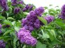 General information about lilacs
