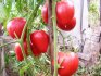 Opis sorte rajčice "Čudo zemlje"