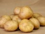 Super early varieties of potatoes
