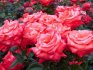 Species variety of roses: the best varieties