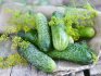 Cucumbers Courage