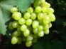 Aleshenkin grapes