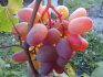 Grape variety "Transfiguration"
