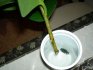 Propagation of ficus by cuttings