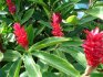 Cvijet đumbira - opis, vrijeme cvatnje