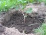 Kdy a jak pěstovat hrozny