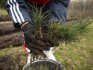 Planting a cedar