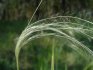 Feather grass is beautiful: description