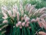 Pennisetum foxtail